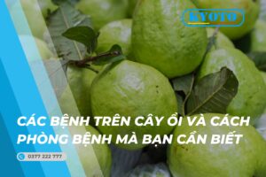 Thumbnail các bệnh trên cây ổi và những cách phòng bệnh mà bạn cần biết