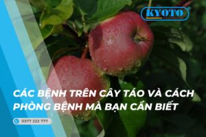 Thumbnail các bệnh thường gặp trên cây táo và cách phòng bệnh mà bạn cần biết