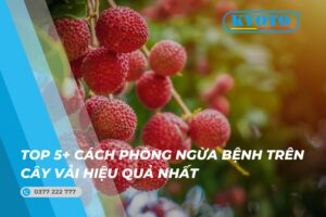 Thumbnail top 5 cách phòng ngừa bệnh trên cây vải hiệu quả nhất