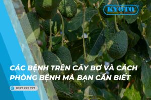 Thumbnail các bệnh trên cây bơ và cách phòng bệnh mà bạn cần biết